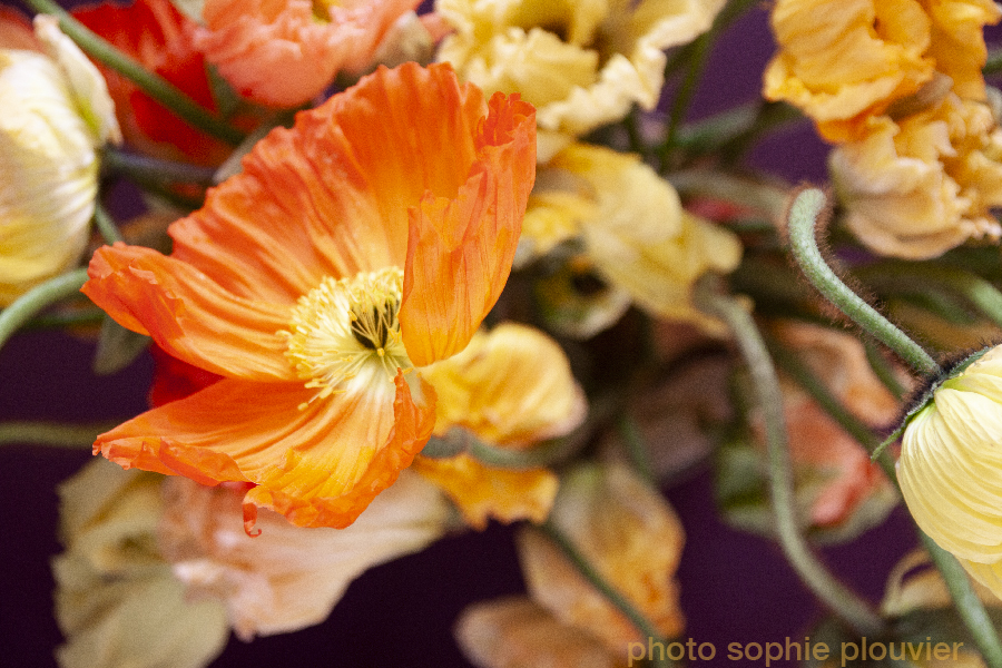 photo fleurs Sophie Plouvier