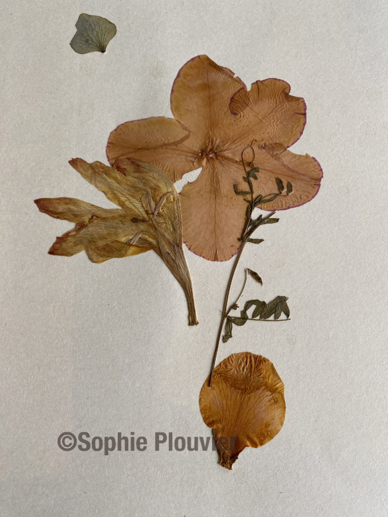 composition de Fleurs Séchées de Sophie Plouvier