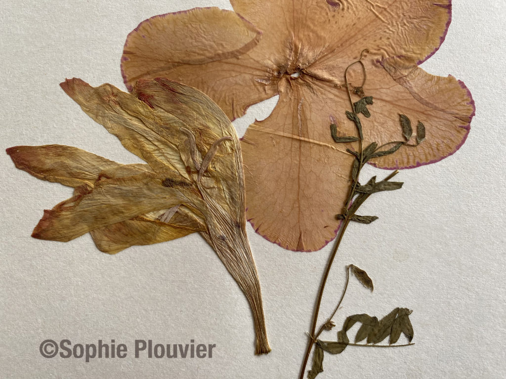 composition de Fleurs Séchées de Sophie Plouvier