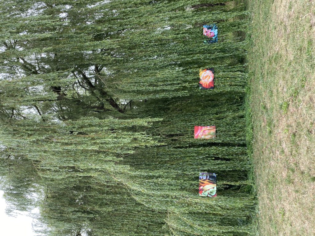 Photo exposition dans un jardin de photos dans des arbres