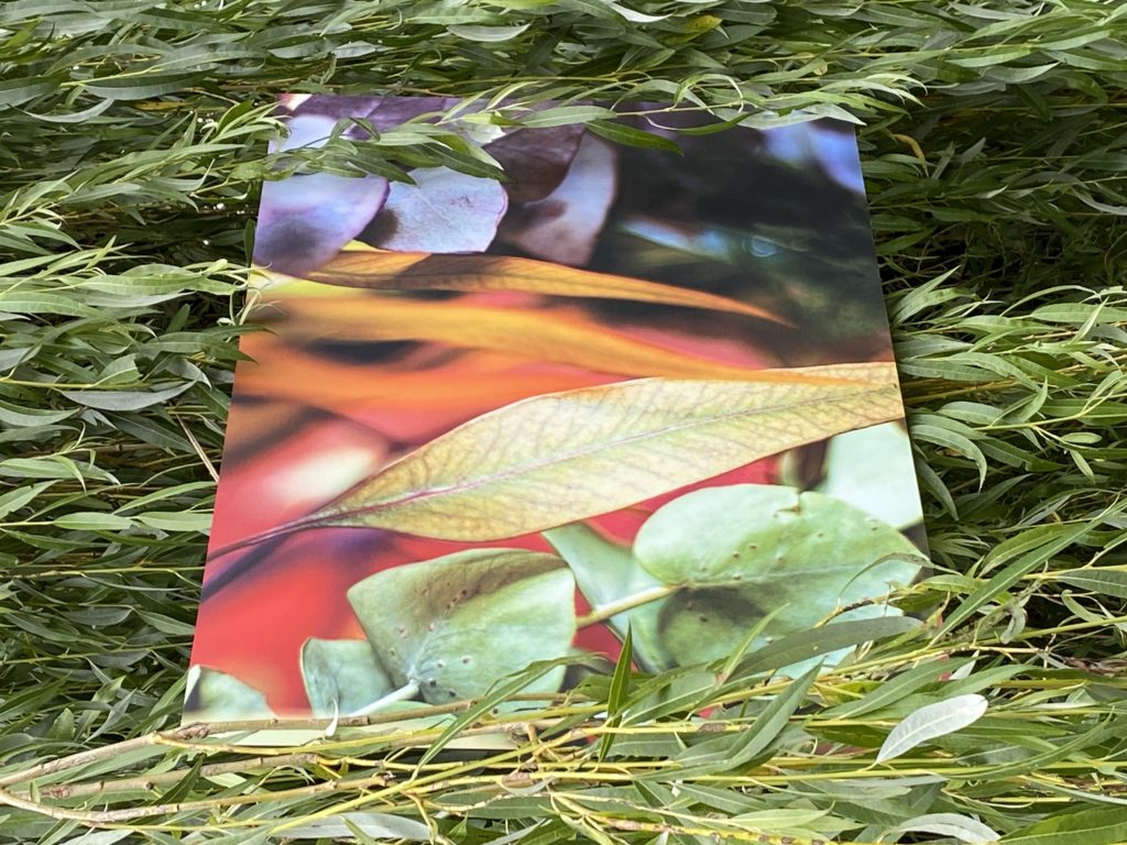 Photo "Eucalyptus colorés" sur dibong de Sophie Plouvier