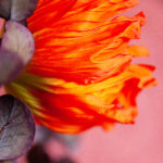 ot orange Sophie Plouvier