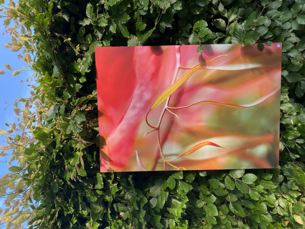 Photo "eucalyptus flou" imprimée sur Dibond