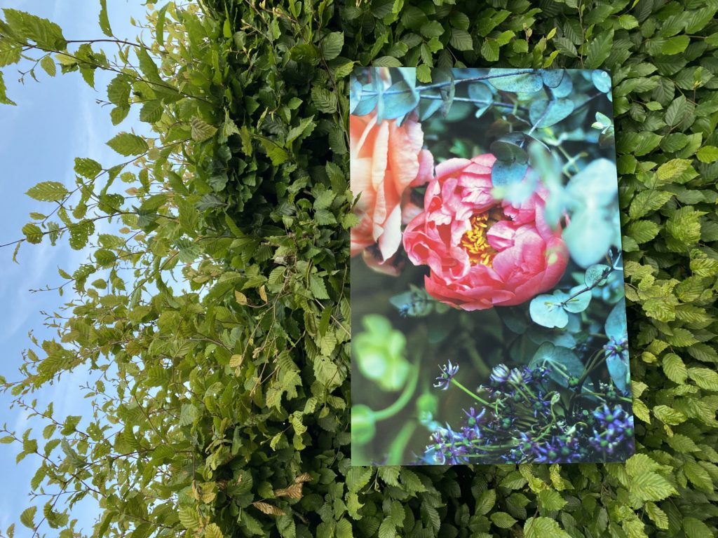 Photo "Pivoine rose" imprimée sur Dibond