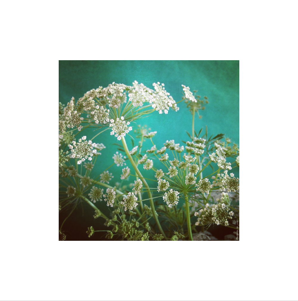 photo Sophie Plouvier - carottes sauvages