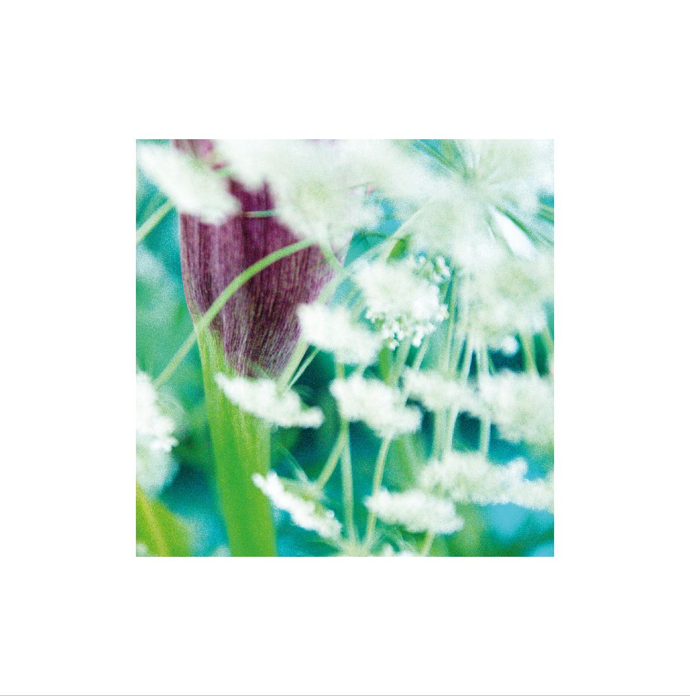 photo Sophie Plouvier - arum violet