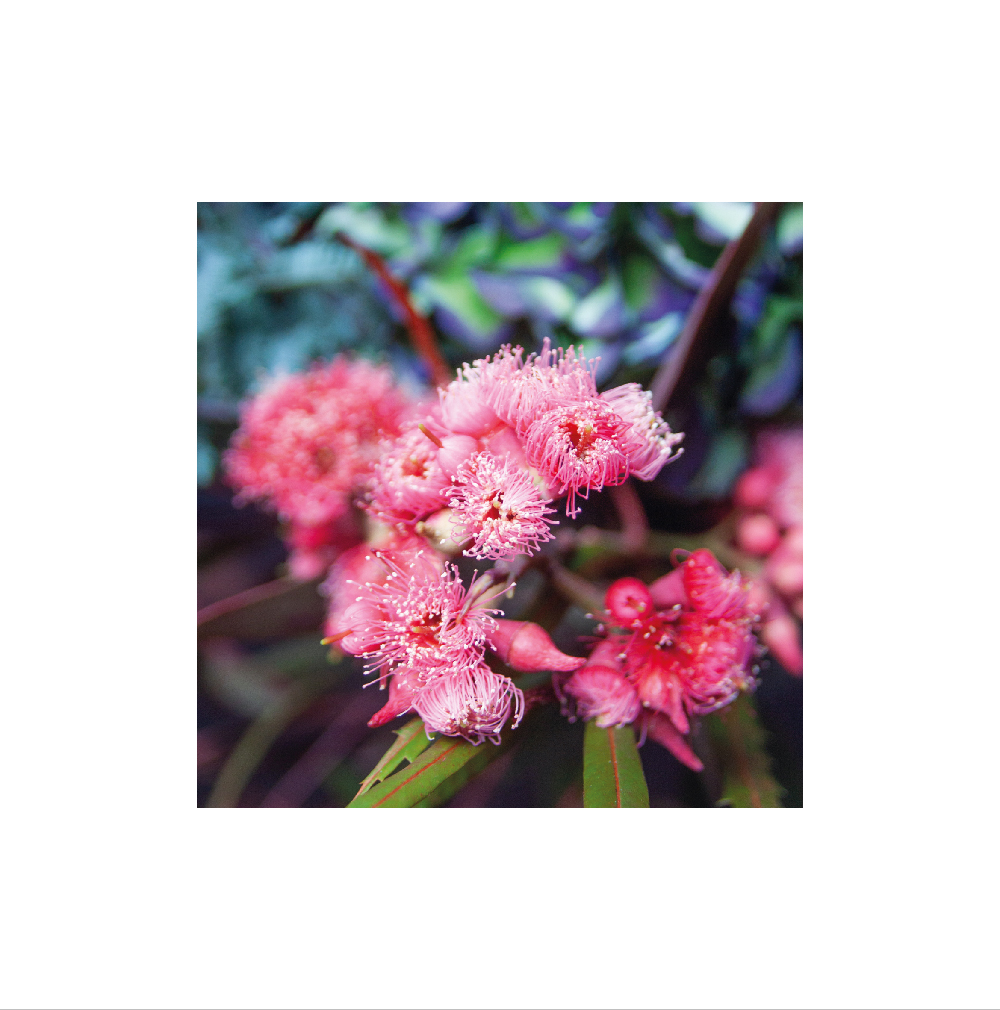 photo Sophie Plouvier - eucalytus rose