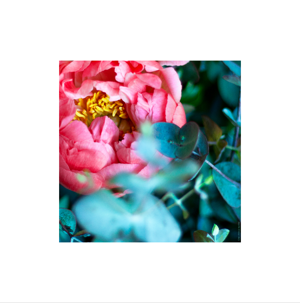photo Sophie Plouvier - pivoine rose