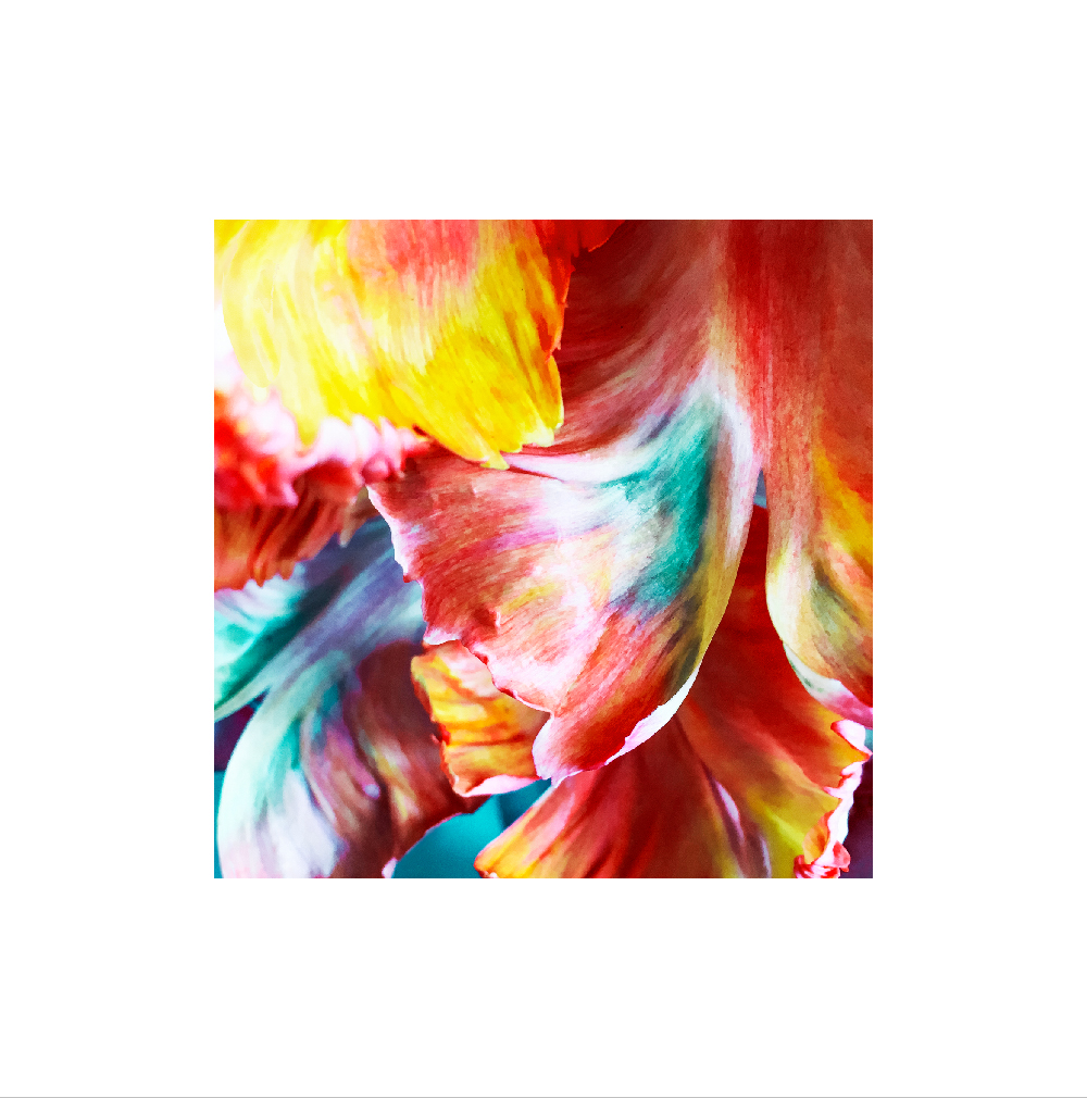 photo Sophie Plouvier - pétales tulipes