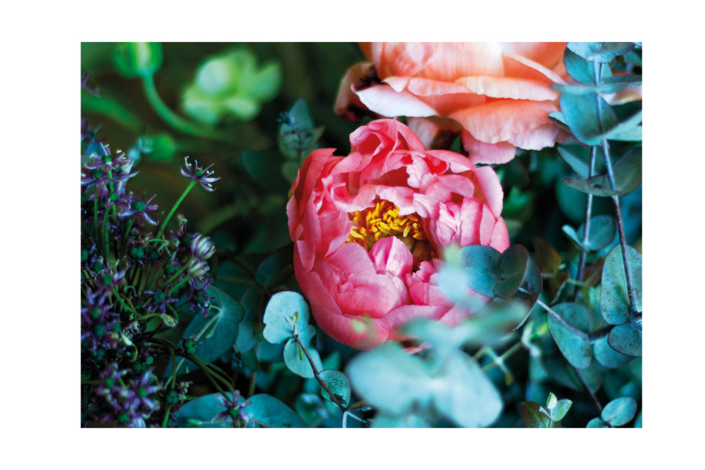 photo Dibong Sophie Plouvier - Pivoine rose