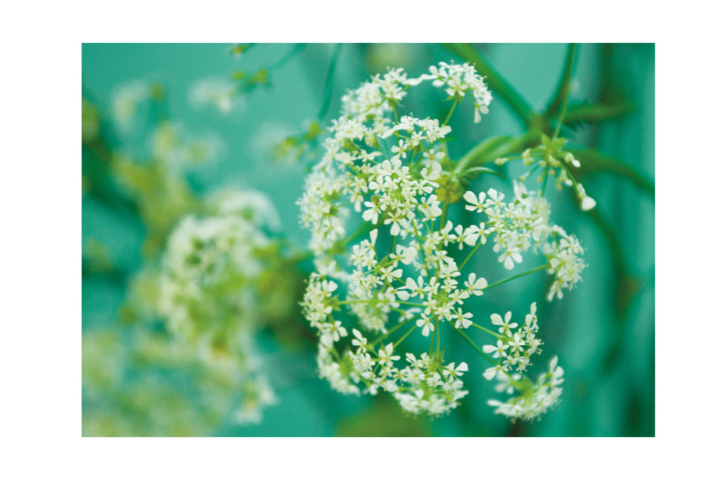 photo Dibong Sophie Plouvier