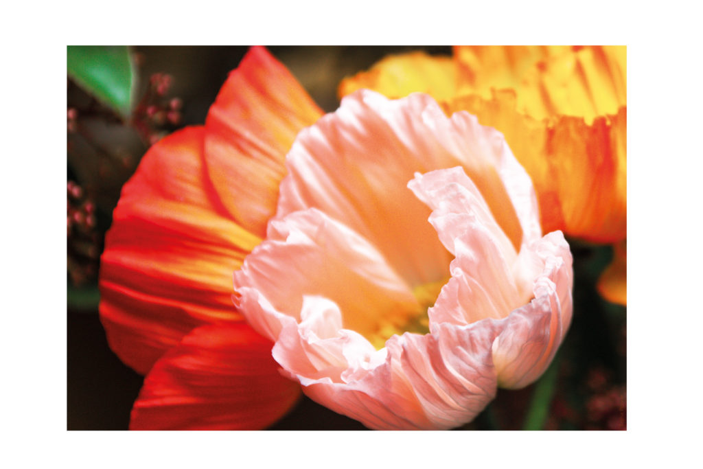 photo Dibong Sophie Plouvier - Pavots