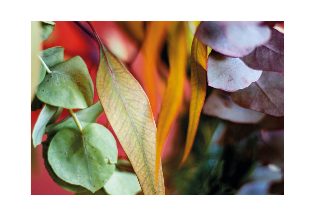 photo Dibong Sophie Plouvier - Eucalyptus coloré