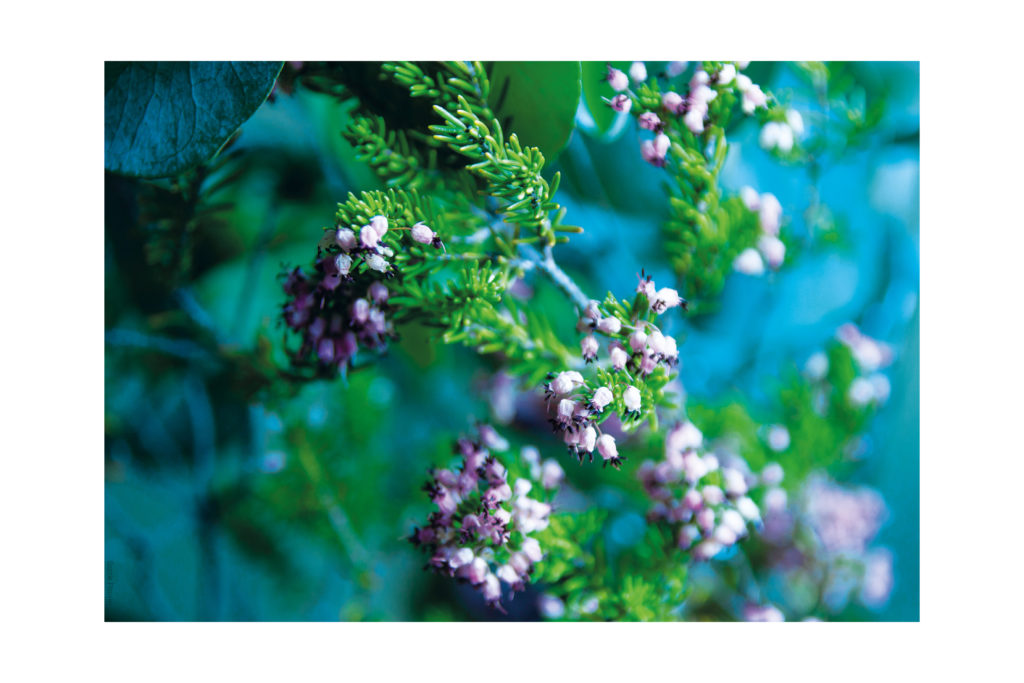 photo Dibong Sophie Plouvier