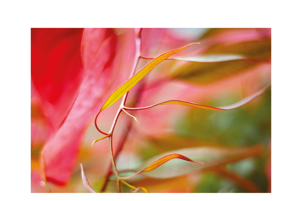 photo Dibong Sophie Plouvier - Euvalyptus flou